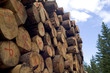Wood sawed, mountain scenery.