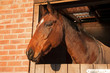 Stabled