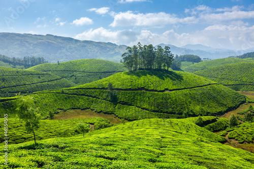 Photo: Tea plantations Tea plantations