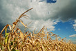 Foto: Field of maize fit to harvest Field of maize fit to harvest