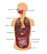 Gastrointestinal tract