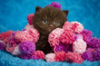 Buntes Katzenbaby