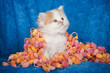 Buntes Katzenbaby