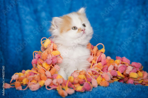 Photo: Buntes Katzenbaby Buntes Katzenbaby