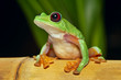flying tree frog Agalychnis spurrelli