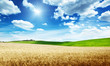 wheat hills Tuscany, Italy