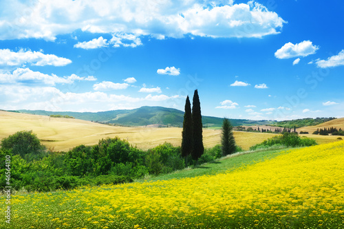 Photo: field of yellow flowers Tuscany, Italy field of yellow flowers Tuscany, Italy
