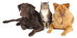 Pets together
