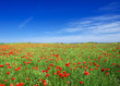 Photo: Bright meadow and sky. Fresh summer composition Bright meadow and sky. Fresh summer composition