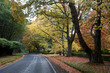 Photo: Fall trees with a road, drive forrest Fall trees with a road, drive forrest