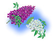 Two beautiful branches of lilac
