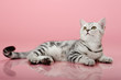 kitten