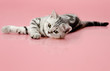 kitten