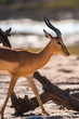 Impala walking