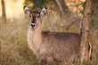 Ellipsen waterbuck