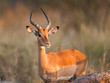 Impala