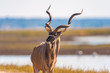 Kudu bull