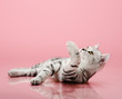kitten