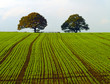Trees on the hillside