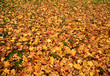 yellow and red autumn leaves place covered