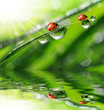 fresh morning dew and ladybird