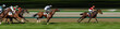 Course équestre