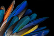Plumas