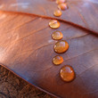 Douceur d'automne