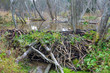 Beaver Dam on river