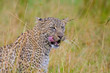 Female Leopard