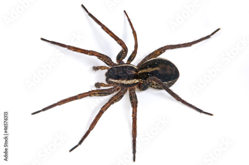 Photo: Spider Spider