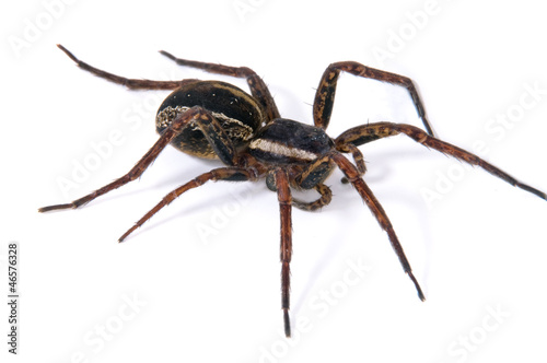 Photo: Spider Spider