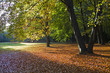 Tiergarten in Berlin