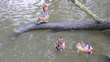 Mandarinenten im Teich