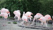 Video: Flamingos Flamingos