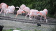 Video: Flamingos Flamingos