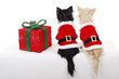  Zwei Chihuahua im Weihnachtskostüm von hinten