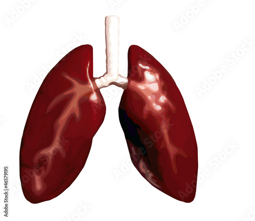 Vector: lungs lungs