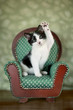 Little Kitten Sitting in a Chair