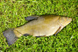 big tench after summer fishing on grass