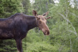 Young Bull Moose