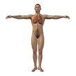 High resolution conceptual human 3D respiratory system