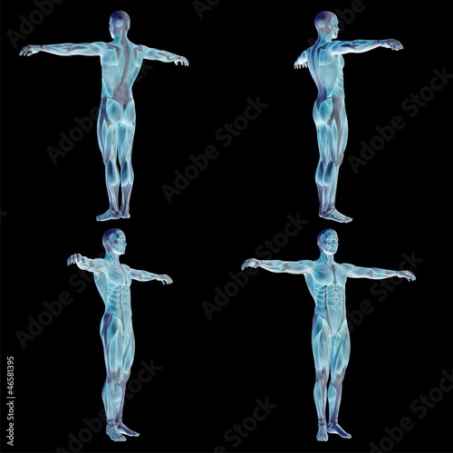 Illustration: High resolution conceptual human 3D anatomy body with muscle High resolution conceptual human 3D anatomy body with muscle