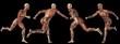 High resolution conceptual human 3D anatomy body with muscle