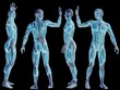 High resolution conceptual human 3D anatomy body with muscle