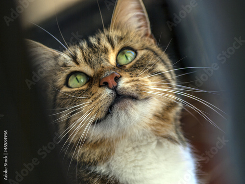 Photo: Cat Cat