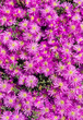Foto: Lots of pink colorful mesembryanthemums (ice plant) flowers. Lots of pink colorful mesembryanthemums (ice plant) flowers.