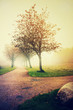 Fog in a park2