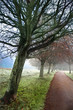 fog in a park3