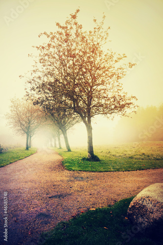 Photo: Fog in a park2 Fog in a park2